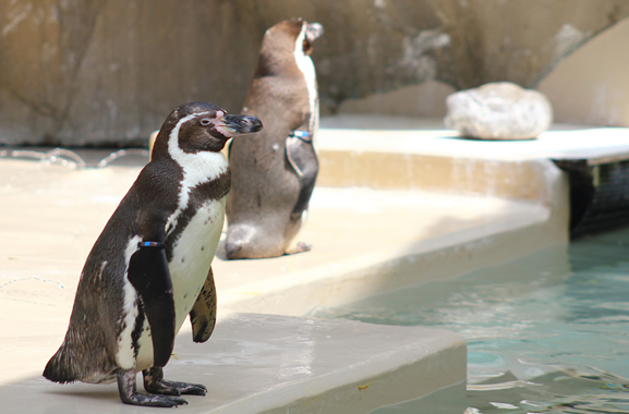 新潟市水族館マリンピア日本海