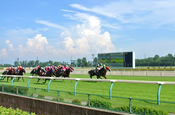 JRA新潟競馬場